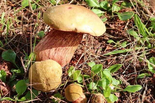 Suillellus queletii: unikátní houba s bohatou chutí